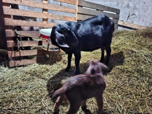 Vând țap Anglo Nubian și capre fătate metis Anglo Nubian - imagine 3