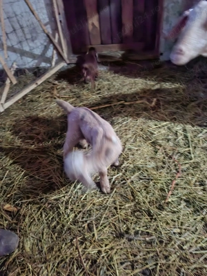 Vând țap Anglo Nubian și capre fătate metis Anglo Nubian - imagine 5