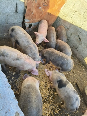 vand grasuni - imagine 3