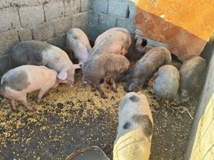 vand grasuni - imagine 2