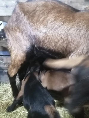 Capră la prima fătare cu țapisor și ieduță - imagine 4