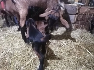 Capră la prima fătare cu țapisor și ieduță - imagine 3