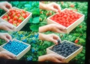 Este nevoie de cupluri  la cules de afine și zmeură 