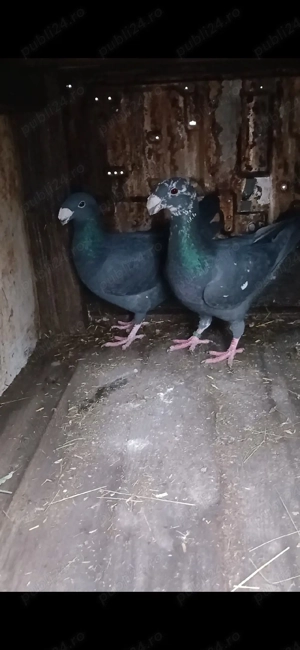 de vanzare sau schimb 