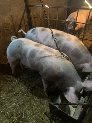 Porci de vânzare 