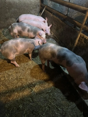 Purcei 4 luni Pietrain  - imagine 2