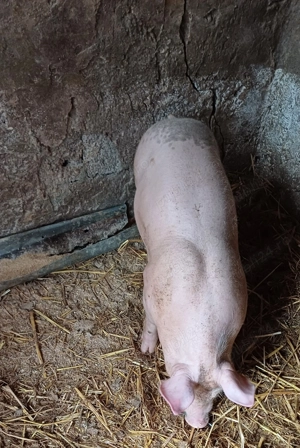 Vând purcei rasă de carne Pietran ,greutate 30 de kg bucata