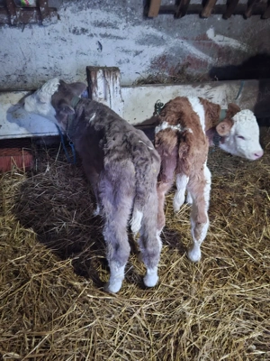 vand 2 vitei baltat  de 3 saptamani  - imagine 2