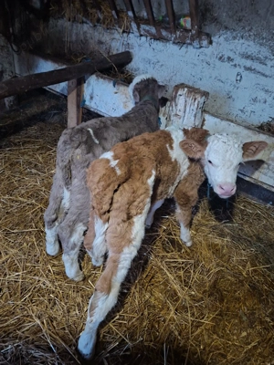 vand 2 vitei baltat  de 3 saptamani  - imagine 3