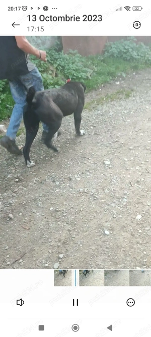 femela asia centrala disponibila agresiva la animale si oameni - imagine 3