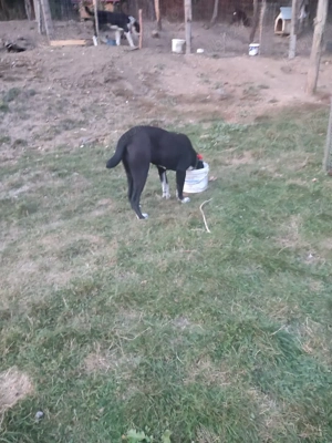 femela asia centrala disponibila agresiva la animale si oameni - imagine 2