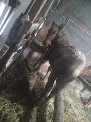 vând manz  - imagine 2