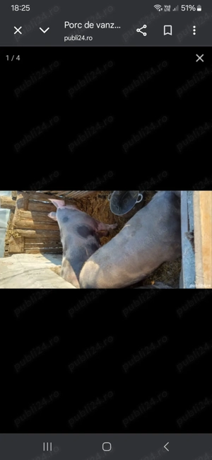 Vând porc de 180 de kg rasă de carne Pietran 