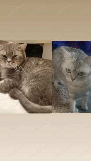 british silver toddy&chinchila - imagine 5