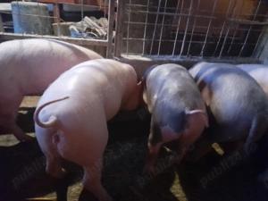 Purcei pietran cu landras  - imagine 2