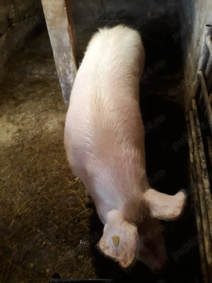 Vind porc 170 kg forte frumos