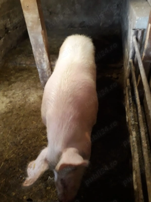 Vind porc 170 kg forte frumos - imagine 2