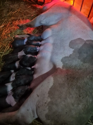 Vand scroafa cu 12 purcei - imagine 2