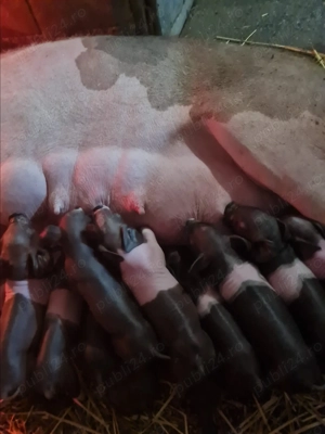 Vand scroafa cu 12 purcei - imagine 3