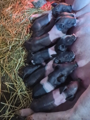 Vand scroafa cu 12 purcei - imagine 5