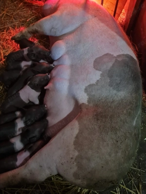 Vand scroafa cu 12 purcei - imagine 4