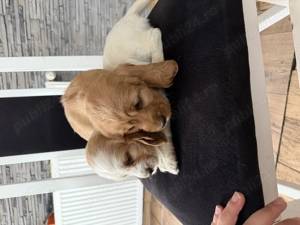 Puiuți cocker spaniel  - imagine 2