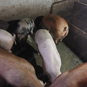 vand porci - imagine 2