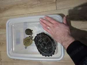 Vand broaste testoase - imagine 2