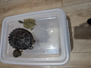 Vand broaste testoase