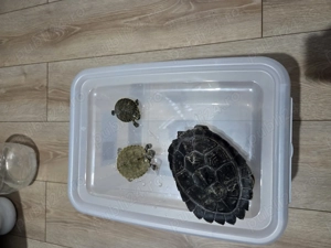 Vand broaste testoase - imagine 3