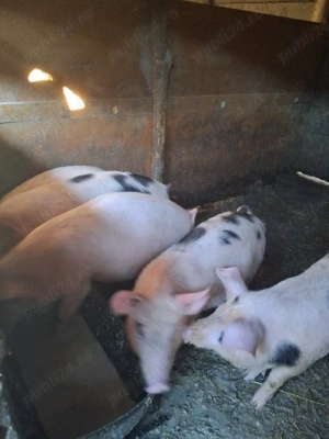 de vanzare purcei  - imagine 3