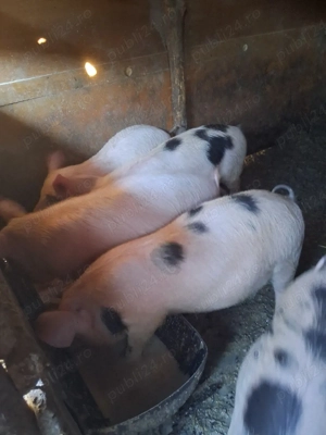 de vanzare purcei  - imagine 2