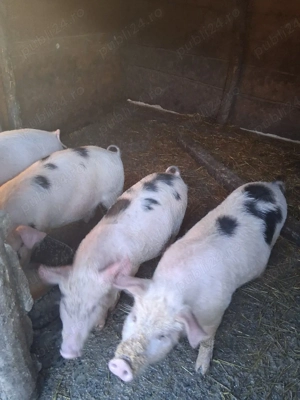 de vanzare purcei  - imagine 4