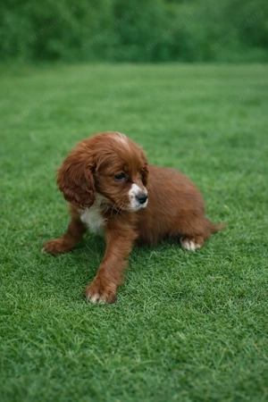 Pui rasa Cavapoo red disponibil - imagine 3