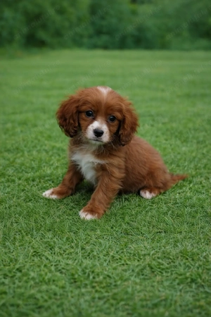 Pui rasa Cavapoo red disponibil