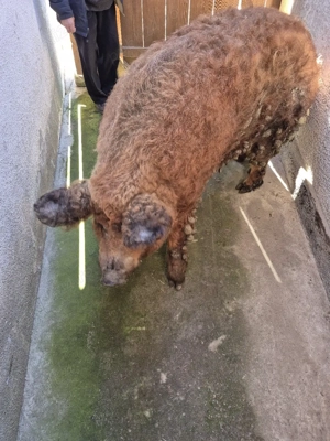 porc mangalita - imagine 3