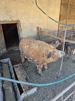 porc mangalita - imagine 4