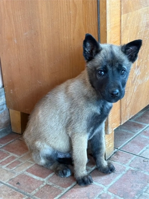 Vând căței ciobănesc belgian  - imagine 5