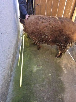 porc mangalita - imagine 2