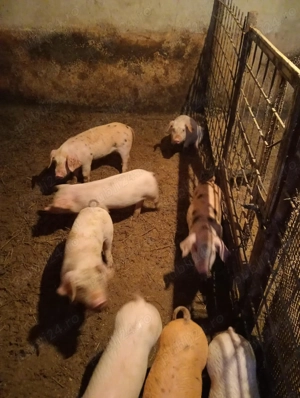 Vând purcei în botosani