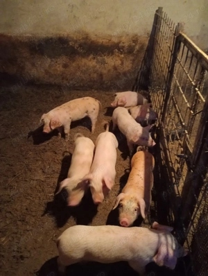 Vând purcei în botosani - imagine 2