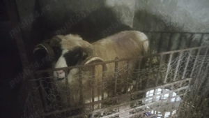 Vând berbec breaz - imagine 2