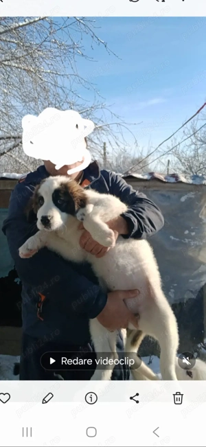 ciobanesc de bucovina  - imagine 5