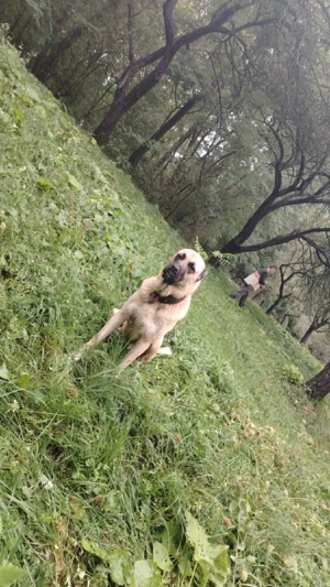 Kangal de vanzare 2 anii - imagine 3