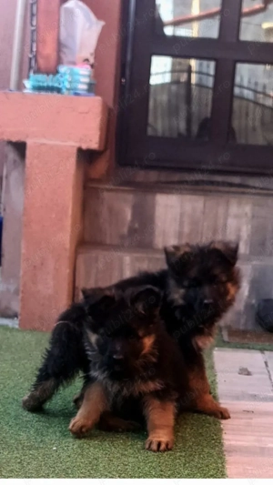 Pui ciobănesc german cu părul lung 