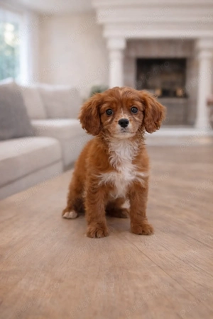 Pui rasa Cavapoo disponibil