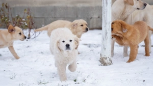 Pui Labrador Retriever - imagine 4