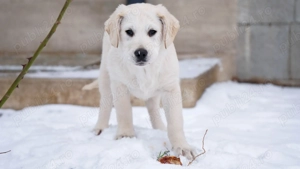 Pui Labrador Retriever - imagine 5