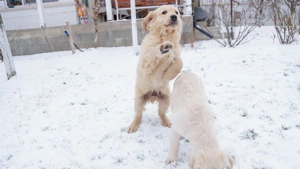 Pui Labrador Retriever - imagine 3