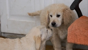 Pui Labrador Retriever - imagine 2